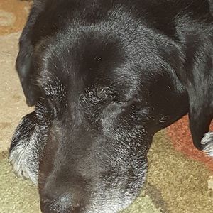 Meet your Posher, Ron